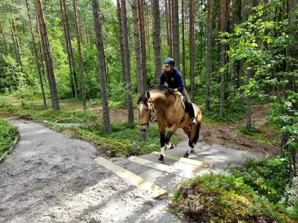 En ryttare leder en brun häst över låga trästeg på en skogsstig. Tallar omger platsen och ljuset silas genom grönskan en lugn sommardag.